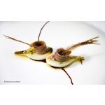 Cebolleta tierna con anchoa Salazones Serrano
